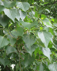 Photograph of black poplar leaves