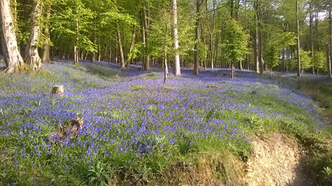 photo of bluebells in Dallington SSSI