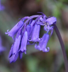 Photograph of native bluebell