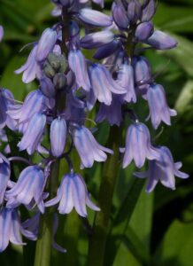 Photo of Spanish bluebell