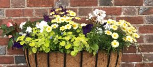 Photo of window box