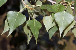 Leaves of black poplar